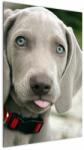 Mivali Tablou - cățeluș weimaraner, dintr-o bucată 60x90 cm (V020570V6090)
