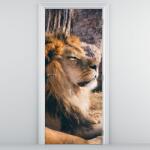 Mivali Fototapet pentru ușă - Leul culcat (D021249D95205)