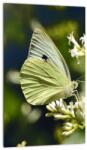 Mivali Tablou cu fluture, dintr-o bucată 20x30 cm (V021360V2030)