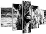 Mivali Tablou - Highland - vacă scoțiană, din cinci bucăți 150x105 cm (V023574V150105)