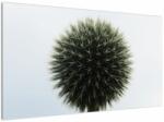 Mivali Tablou - Sfere de flori, dintr-o bucată 120x70 cm (V022586V12070)