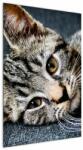 Mivali Tablou - Pisoi, dintr-o bucată 60x90 cm (V022460V6090)