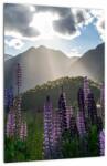 Mivali Tablou - scenariu cu flori de Lupin, dintr-o bucată 30x40 cm (V021566V3040)