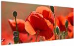 Mivali Tablou cu flori de maci, dintr-o bucată 120x50 cm (V020267V12050)