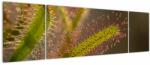 Mivali Tablou cu plantă, din trei bucăți 170x50 cm (V020984V17050)