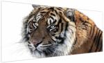 Mivali Tablou cu tigrul, dintr-o bucată 250x125 cm (V021143V250125)
