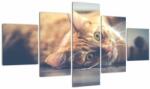 Mivali Tablou - Pisici pe podea, din cinci bucăți 125x70 cm (V022592V12570)