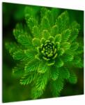 Mivali Tablou cu coniferi, dintr-o bucată 70x70 cm (V020960V7070)