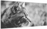 Mivali Tablou pe sticlă - Pisica, dintr-o bucată 100x50 cm pe sticlă (V022727V10050GD)