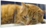 Mivali Tablou cu pisica, din patru bucăți 160x80 cm (V020192V16080)