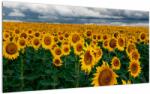 Mivali Tablou pe sticlă câmpului de floarea soarelui, dintr-o bucată 100x50 cm pe sticlă (V020662V10050GD)
