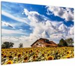 Mivali Tablou cu câmp de floarea soarelui, dintr-o bucată 100x70 cm (V020405V10070)