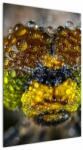 Mivali Tablou detailat cu ochii de omidă, dintr-o bucată 60x90 cm (V020320V6090)
