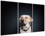 Mivali Tablou cu labrador, din trei bucăți 120x80 cm (V021153V120803PCS)