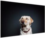 Mivali Tablou cu labrador, dintr-o bucată 150x100 cm (V021153V150100)