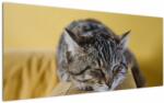 Mivali Tablou cu pisica pe fotoliu, dintr-o bucată 120x50 cm (V021340V12050)