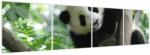 Mivali Tablou - Panda in copac, din patru bucăți 160x40 cm (V023757V16040)