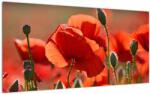 Mivali Tablou pe sticlă cu flori de maci, dintr-o bucată 100x50 cm pe sticlă (V020267V10050GD)