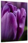 Mivali Tablou cu flori de lalele, dintr-o bucată 30x40 cm (V020215V3040)