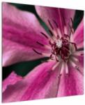 Mivali Tablou cu floarea roz de clematis, dintr-o bucată 70x70 cm (V021607V7070)