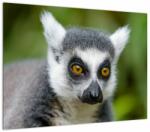 Mivali Tablou cu lemur, dintr-o bucată 70x50 cm (V021130V7050)