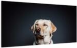 Mivali Tablou pe sticlă cu labrador, dintr-o bucată 100x50 cm pe sticlă (V021153V10050GD)