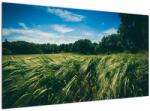 Mivali Tablou cu linca și pădure, dintr-o bucată 120x70 cm (V021343V12070)
