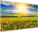 Mivali Tablou - Câmp cu floarea soarelui, dintr-o bucată 150x100 cm (V022514V150100)