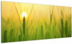 Mivali Tablou - Câmp cu cereale, dintr-o bucată 100x40 cm (V022545V10040)