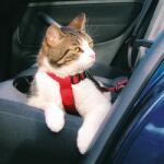 TRIXIE Ham de siguranță pentru pisici, utilizabilă în mașină - 20 - 50 cm