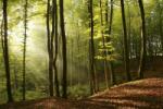  Napfényes erdő, poszter tapéta 375*250 cm (MS5-0098)