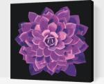  Festés számok szerint - Lila mandala Méret: 50x50cm, Keretezés: Kartonlemezen