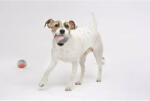 Lilly Pet Shop Harmony horgolt kutya labda bézs-krém-mogyoró (JATEK-HORGOLT-BEIGE)
