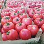 YUKSEL Seminte de tomate GUSTO PINK F1, 500 seminte, YUKSEL (HCTG01765)
