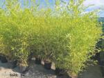 Ragyogás IM Kft Aranysárga Bambusz-bambusa Aurea