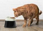 SAVIC SAVIC-CAT BOWL ERGO CUBE FOOD (VAT017756)