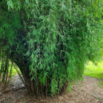  Keskenylevelű bokros bambusz - Fargesia Angustissima (angustissima)