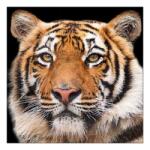 Ambiente Szalvéta 1db 33x33cm Bengal Tiger, Bengáli tigris (AMB.13317640)
