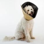 All Four Paws Guler protector animale Comfy Cone L, cafeniu, 25 cm CCLT (433852)