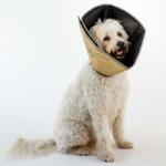 All Four Paws Guler protector animale Comfy Cone M, cafeniu, 20 cm CCMT (433850)