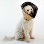 All Four Paws Guler protector animale Comfy Cone XXL, cafeniu, 37, 5 cm CCXXLT (433854)