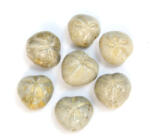  Fosil Pygurus - Stea de Mare - Echinoderme Natural Brut - 28-32 x 30-33 x 18-26 mm - (XL) - 1 Buc