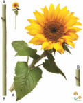 Eosette Sticker Floarea Soarelui - Sun flower - 60x80 cm
