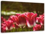 Gario Vászonkép Virágzó tulipánok Méret: 60 x 40 cm
