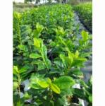  Prunus Laurocerasus Novita babérmeggy P9-es cserépben 3 db