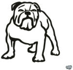 matrica. shop Angol bulldog matrica 13