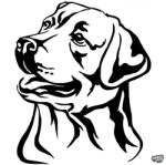 matrica. shop Labrador matrica 5