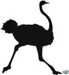 matrica. shop Strucc matrica