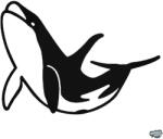 matrica. shop Kardszárnyú delfin matrica