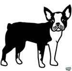 matrica. shop Boston terrier matrica 4